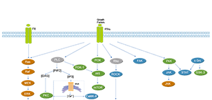 Protein Tyrosine Kinase/RTK